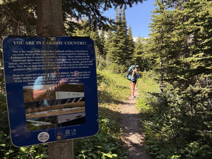 Stacie hiking the forest trail toward Windfall Lake past a caribou country sign