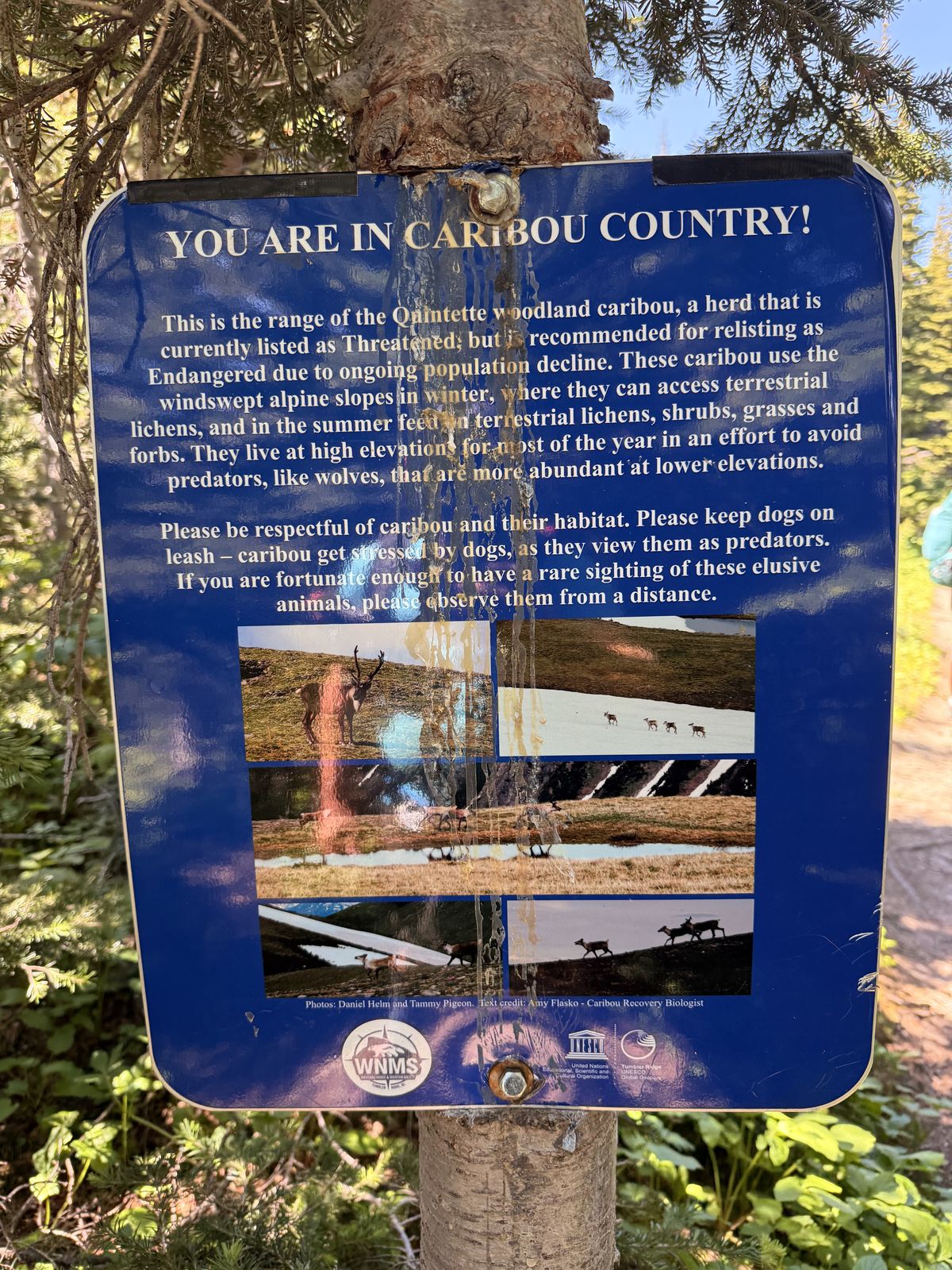 WNMS and Tumbler Ridge Geopark sign reading You Are in Caribou Country, about the Quintette woodland caribou herd, on a tree along the Windfall Lake trail